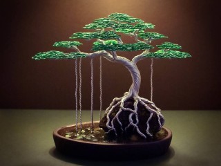 Plant bonsai